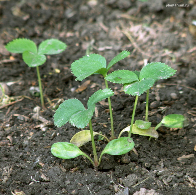 Image of Helleborus caucasicus specimen.