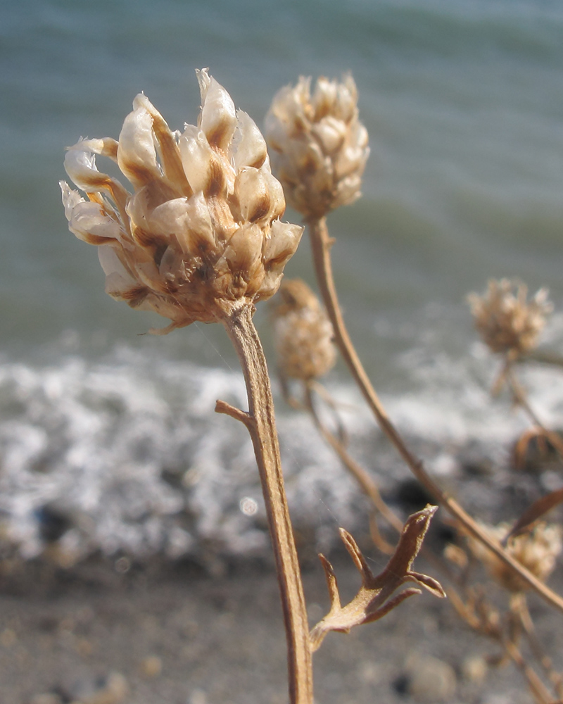 Image of Centaurea novorossica specimen.