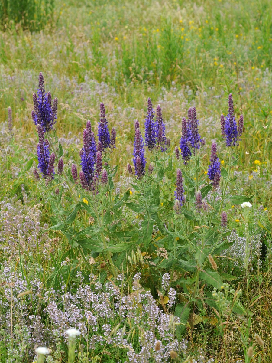 Изображение особи Salvia deserta.