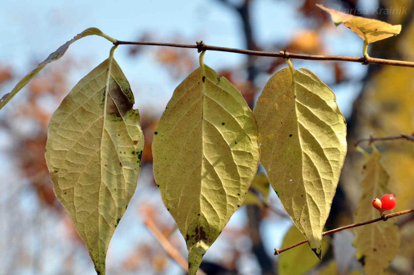 Image of Lonicera maackii specimen.