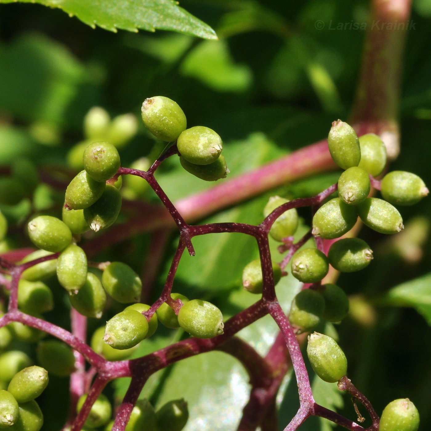 Image of Sambucus williamsii specimen.