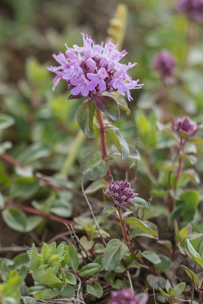 Image of genus Thymus specimen.