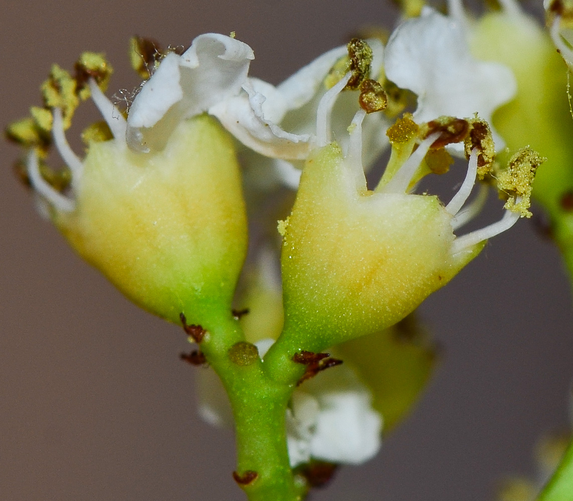 Image of Heteromeles arbutifolia specimen.