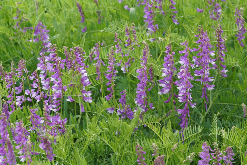 Image of Vicia tenuifolia specimen.