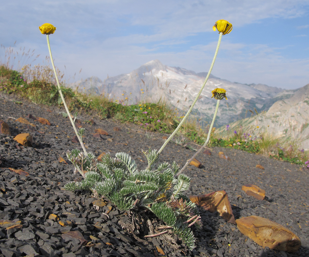 Image of Anthemis marschalliana ssp. pectinata specimen.