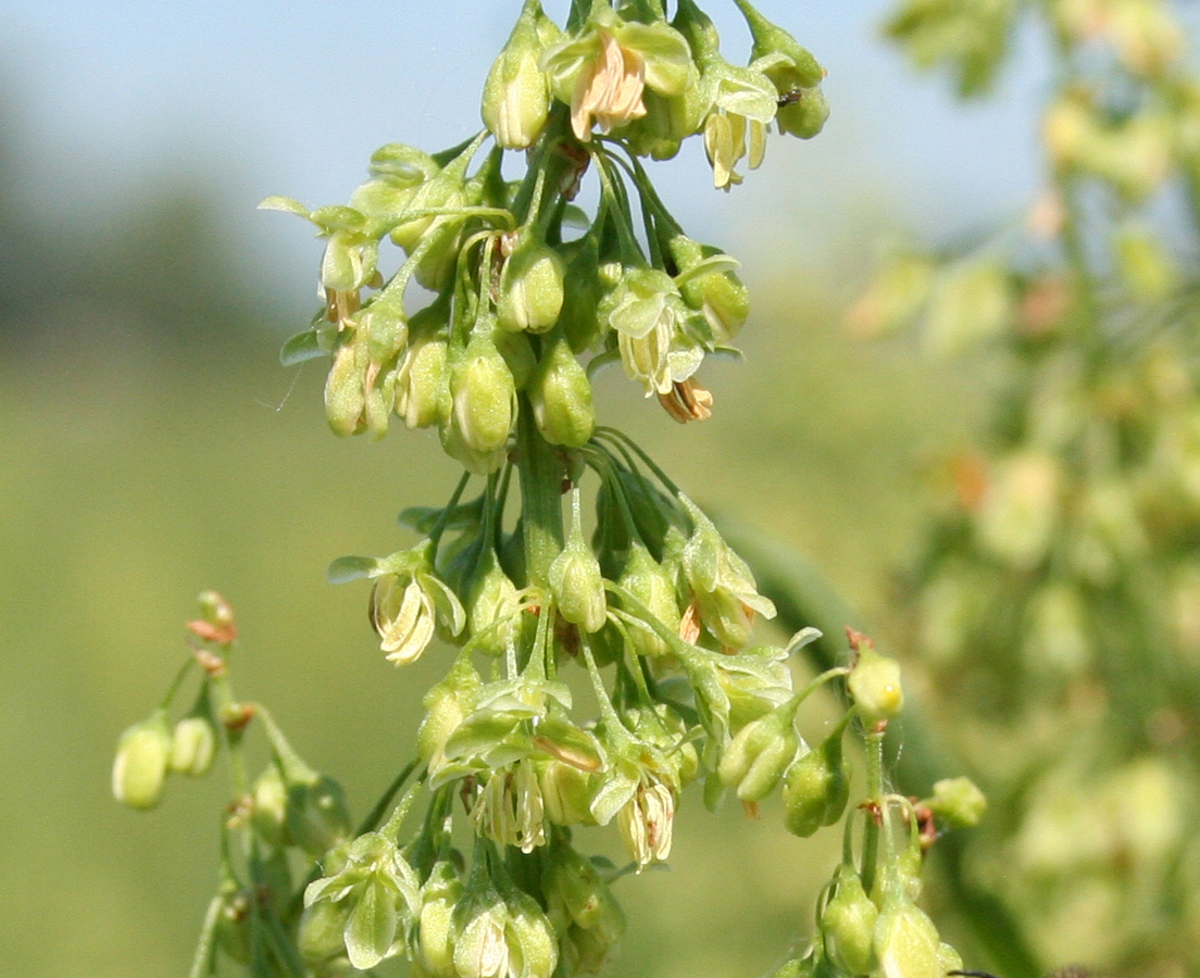 Image of Rumex confertus specimen.