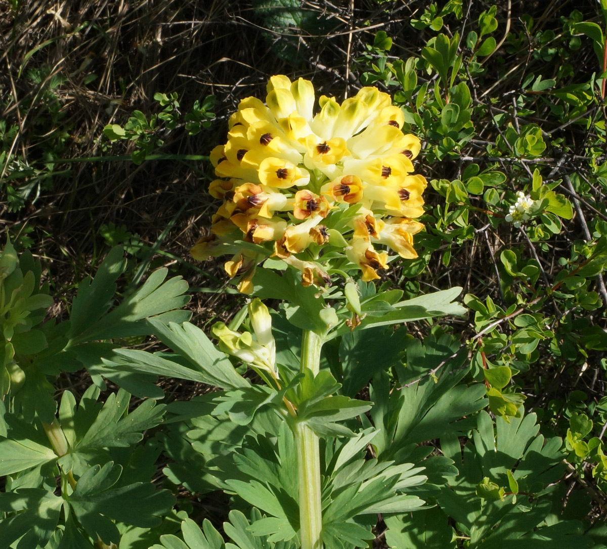 Image of Corydalis nobilis specimen.