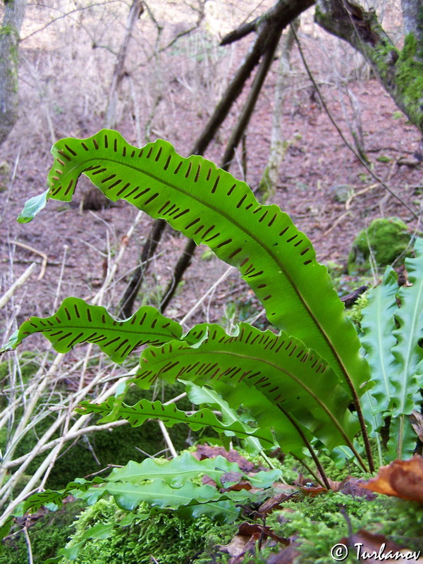 Image of Phyllitis scolopendrium specimen.