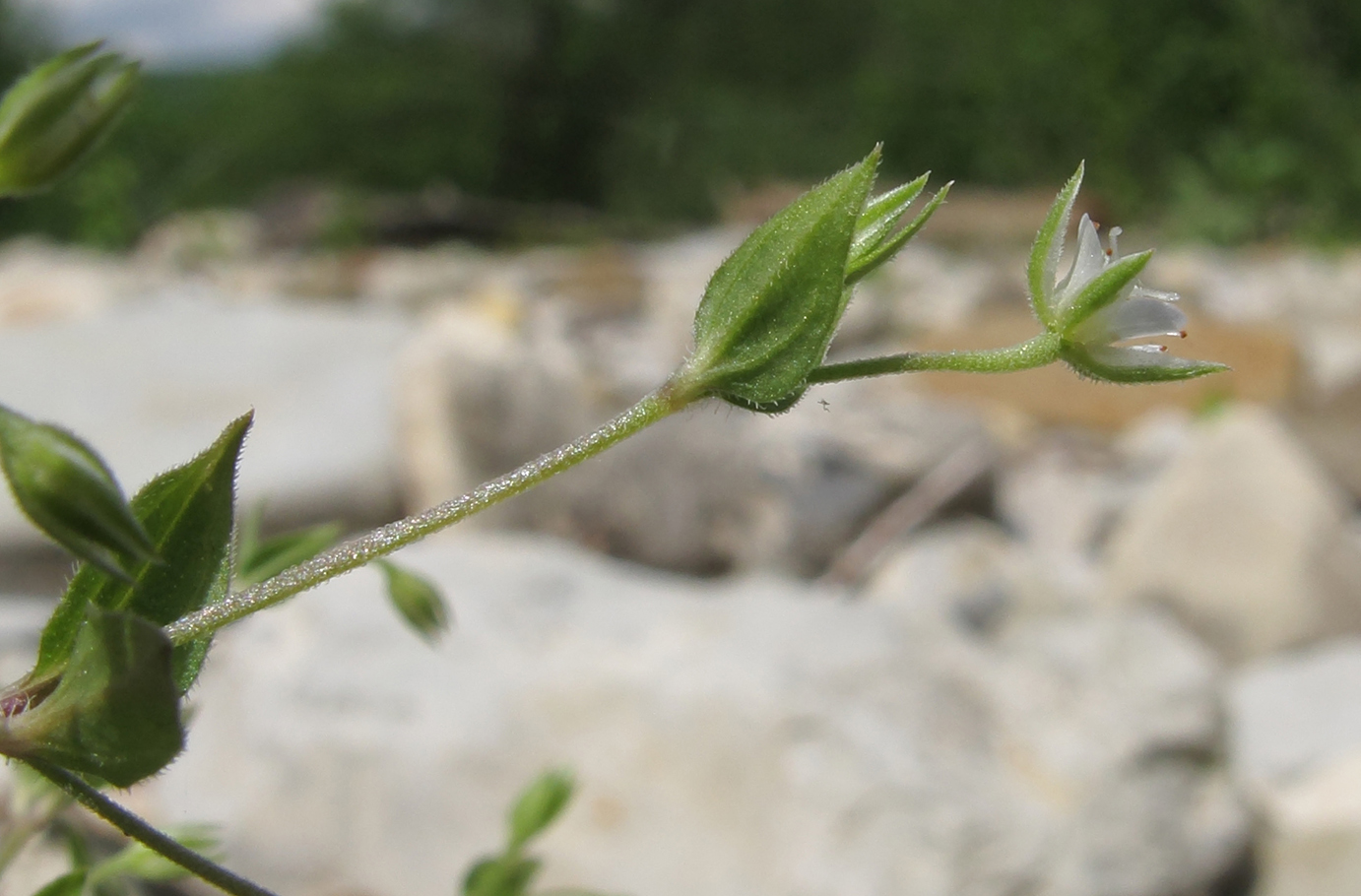 Image of Moehringia trinervia specimen.