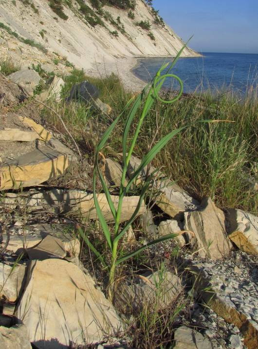 Image of Allium atroviolaceum specimen.