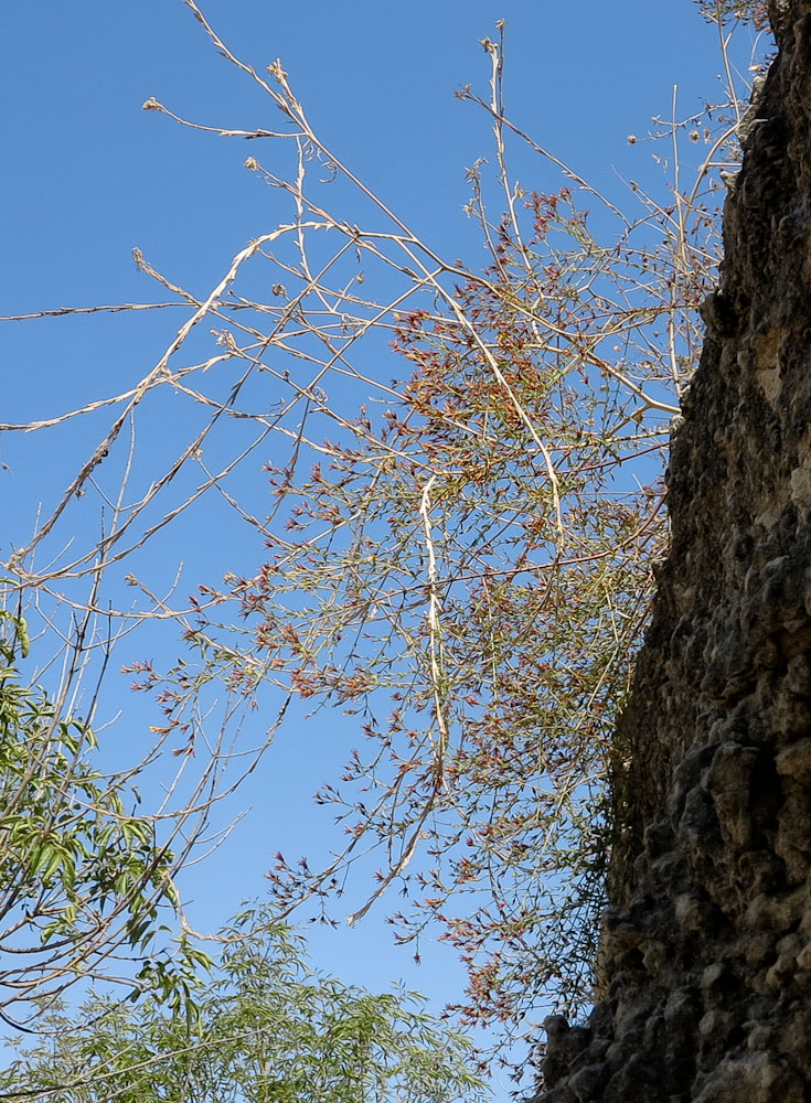 Image of Hypericum triquetrifolium specimen.