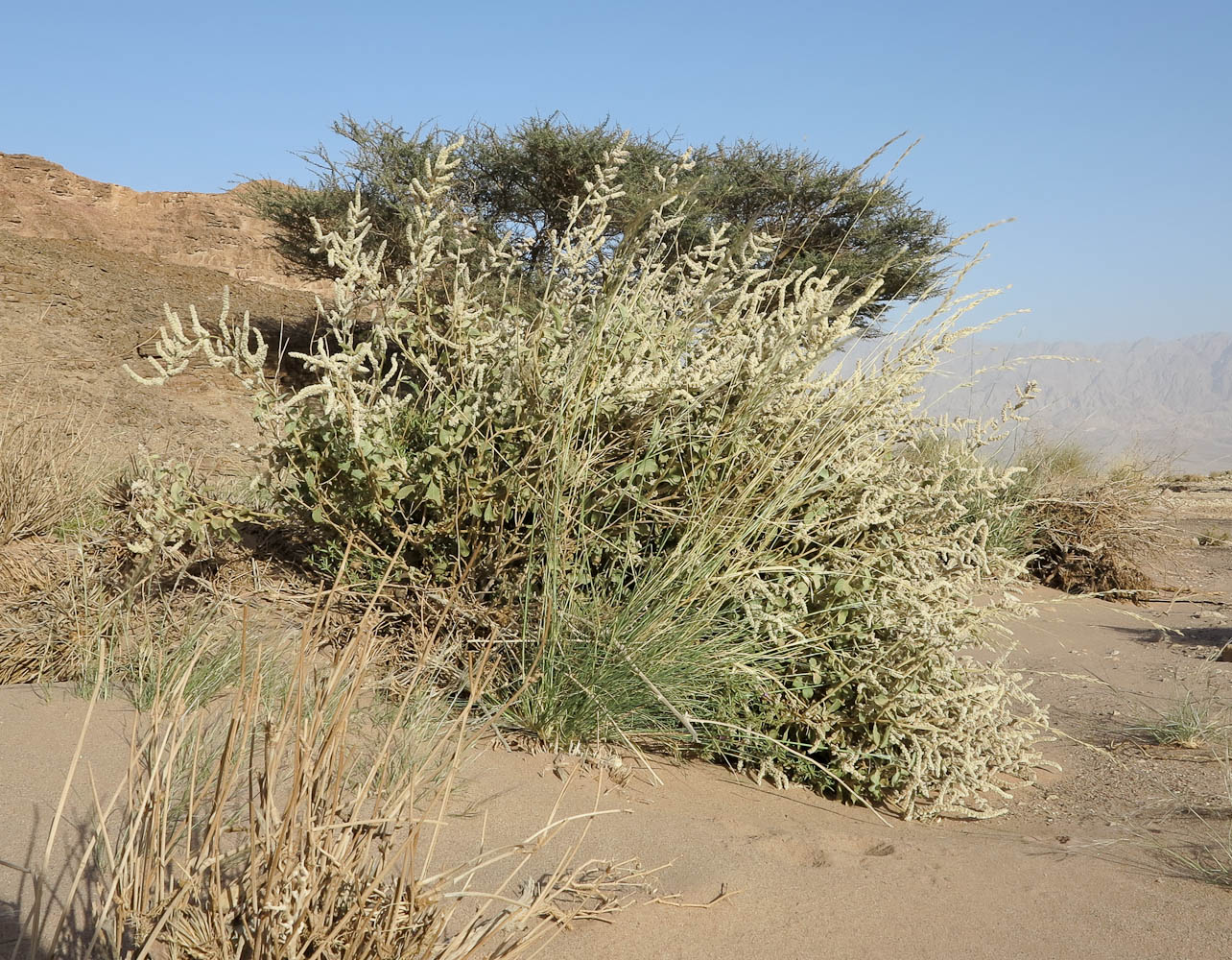 Image of Aerva javanica specimen.