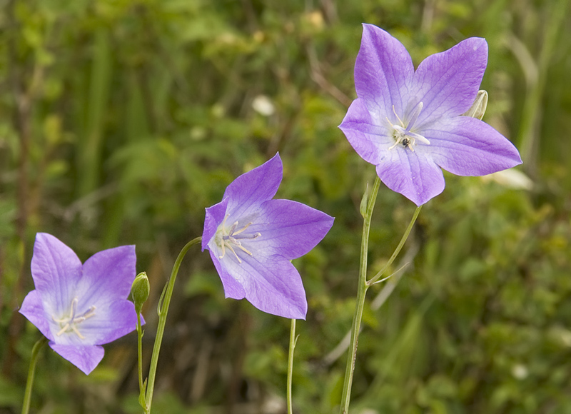 Image of Campanula altaica specimen.