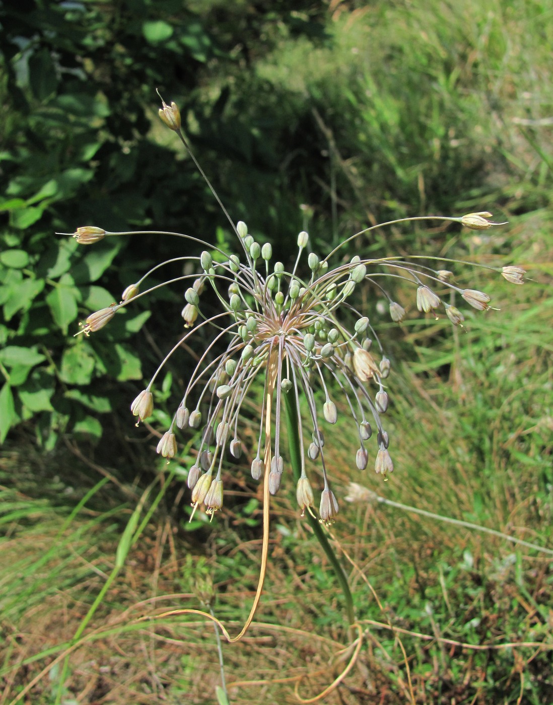 Image of Allium paczoskianum specimen.