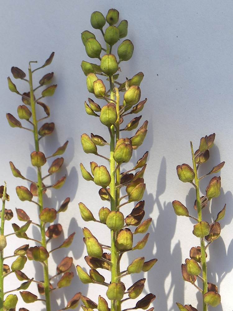 Image of Lepidium campestre specimen.