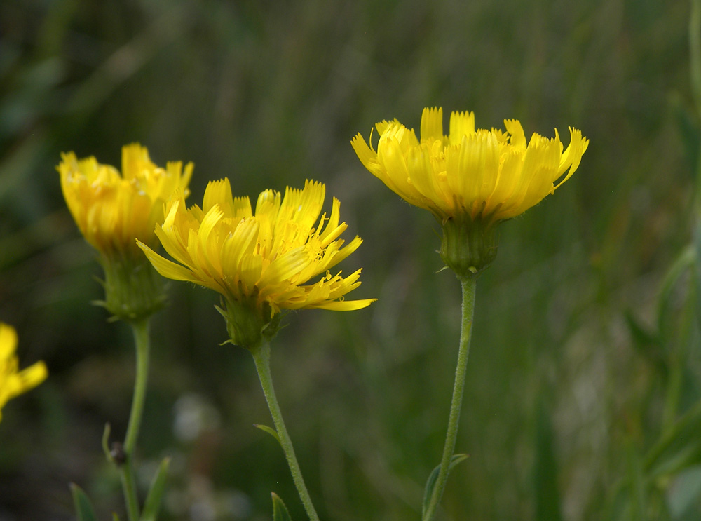 Image of Hieracium umbellatum specimen.