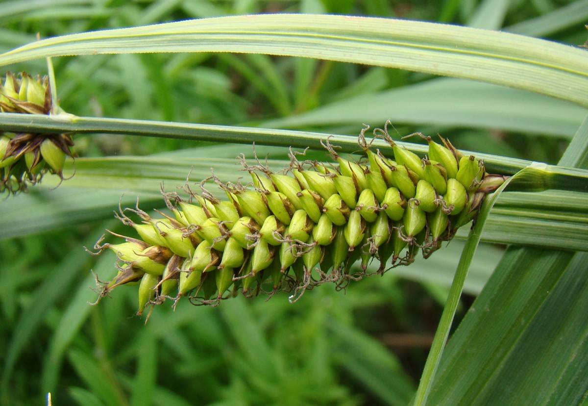 Изображение особи Carex riparia.