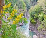 Solidago virgaurea подвид caucasica