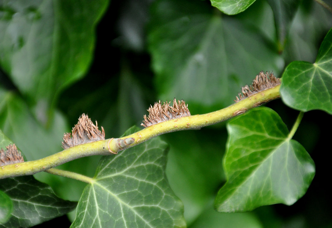 Image of Hedera helix specimen.