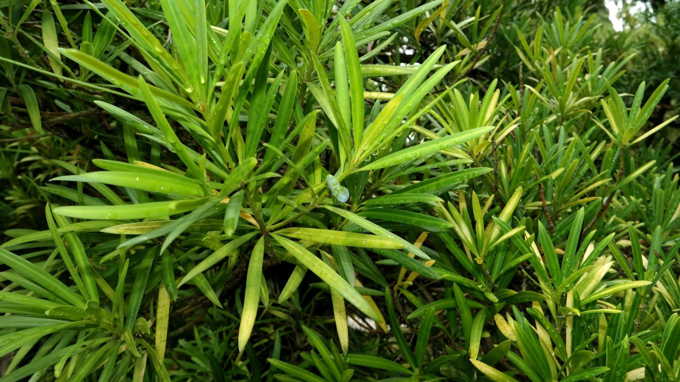 Image of Podocarpus macrophyllus specimen.