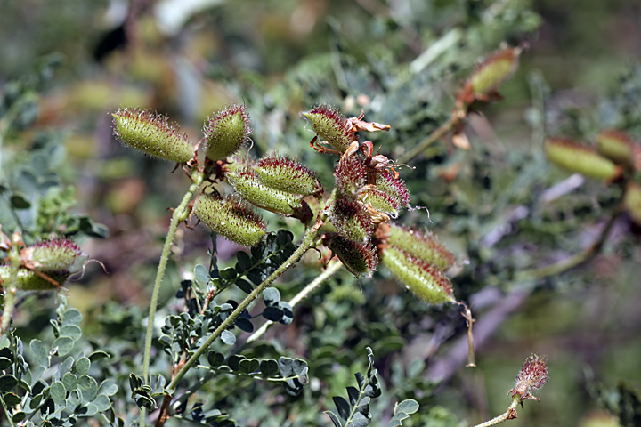 Image of Calophaca tianschanica specimen.