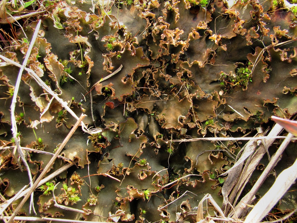 Image of genus Peltigera specimen.