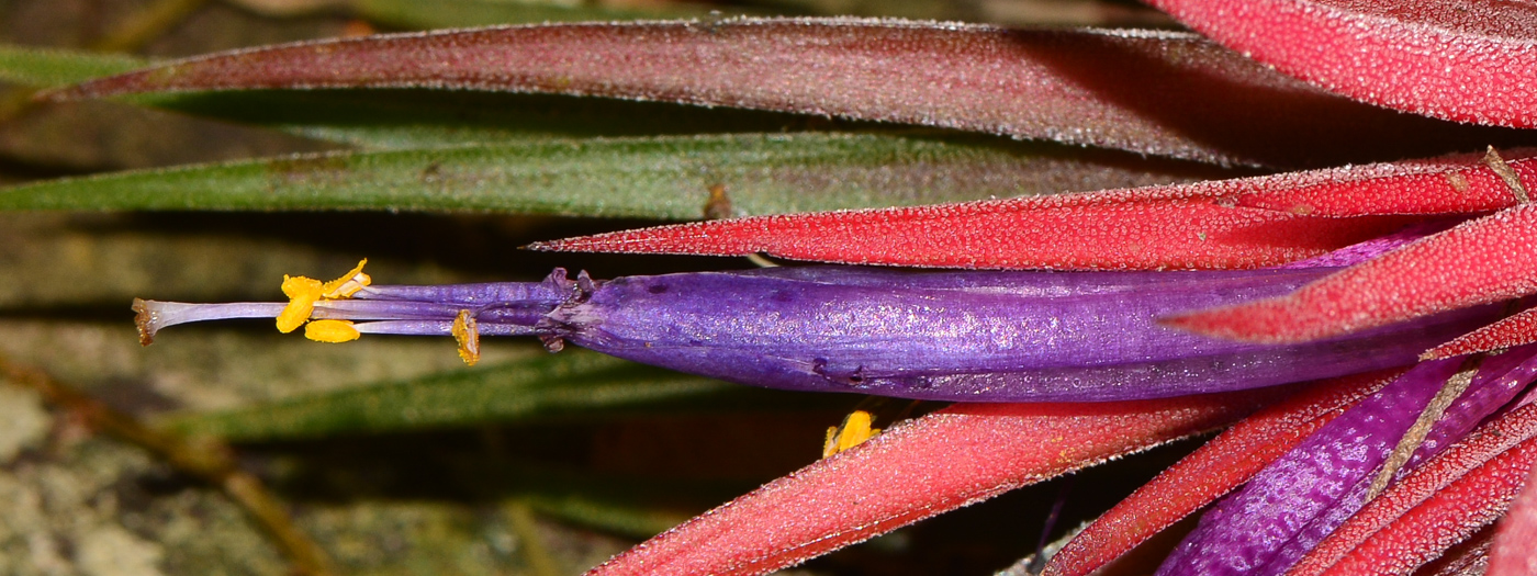 Изображение особи Tillandsia ionantha.