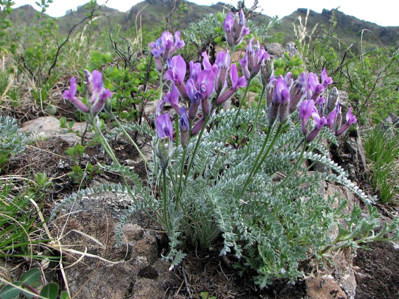 Изображение особи Oxytropis argentata ssp. brevidentata.