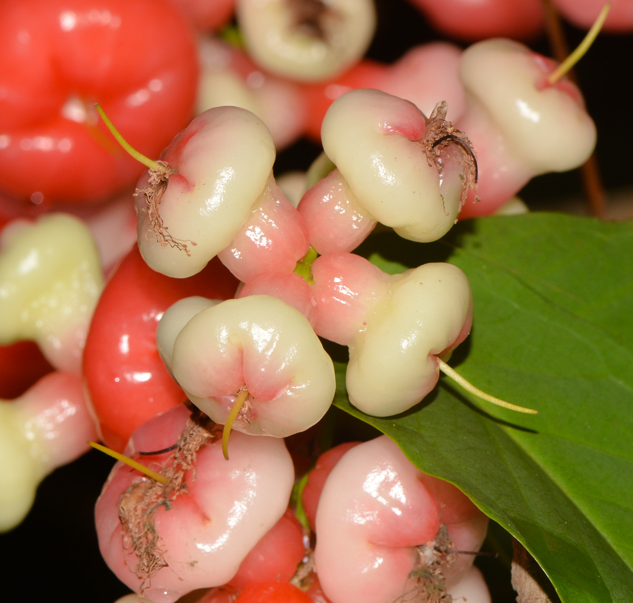 Image of Syzygium aqueum specimen.