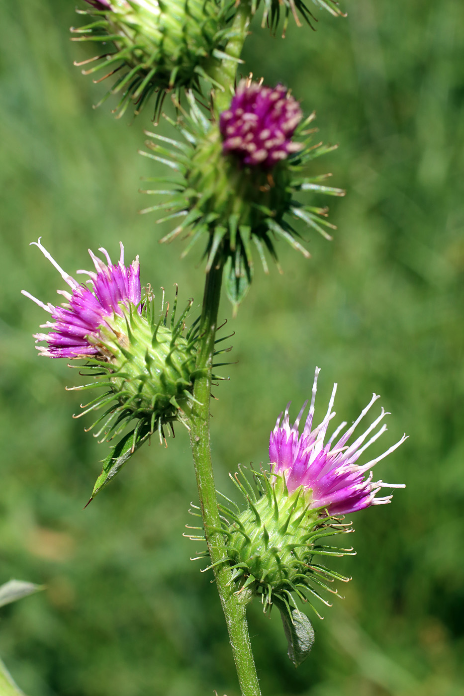 Image of Cousinia pseudarctium specimen.