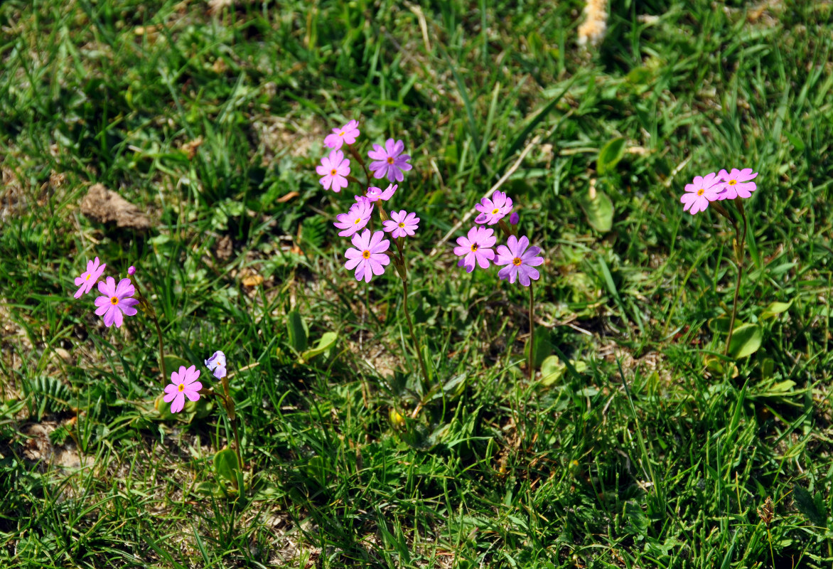 Image of Primula nutans specimen.