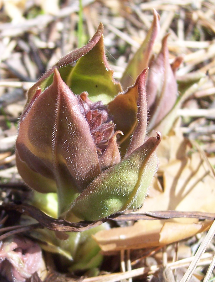 Image of Pulmonaria mollis specimen.