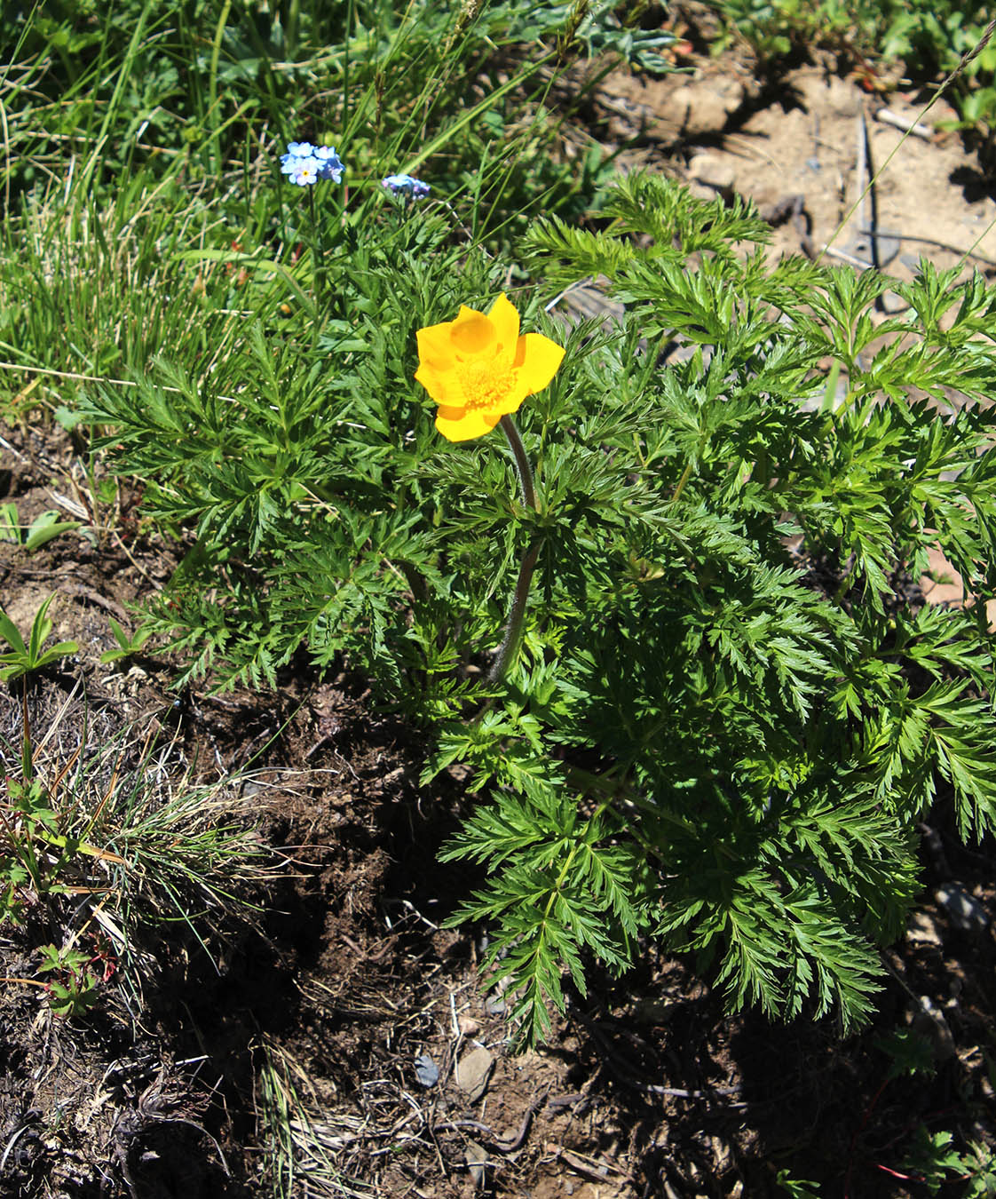 Image of Pulsatilla aurea specimen.