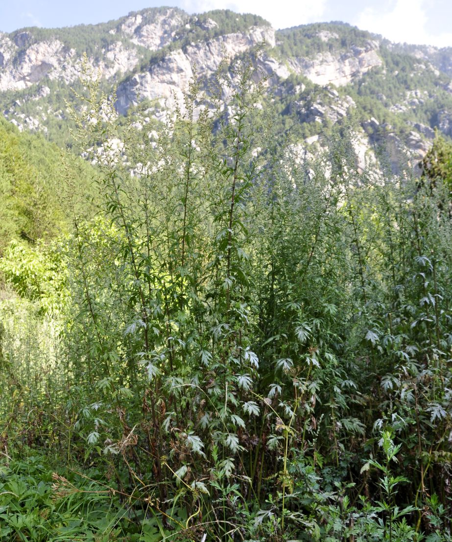 Image of Artemisia vulgaris specimen.