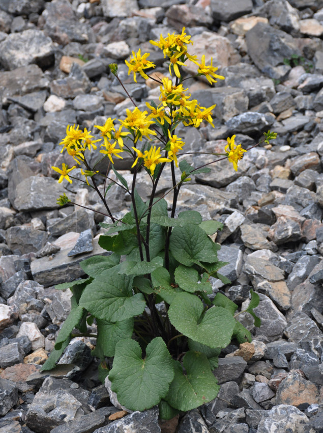 Image of Ligularia thomsonii specimen.