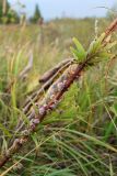 Cuscuta epithymum