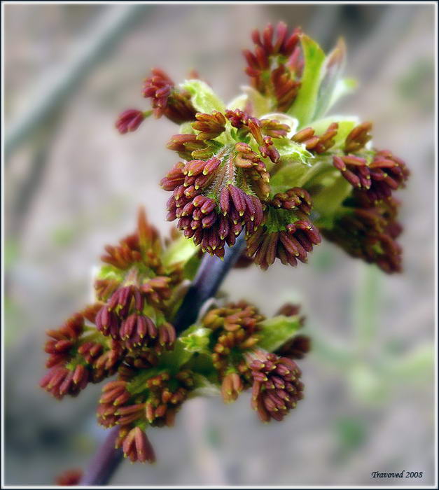 Image of Acer negundo specimen.