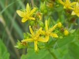 Hypericum tetrapterum