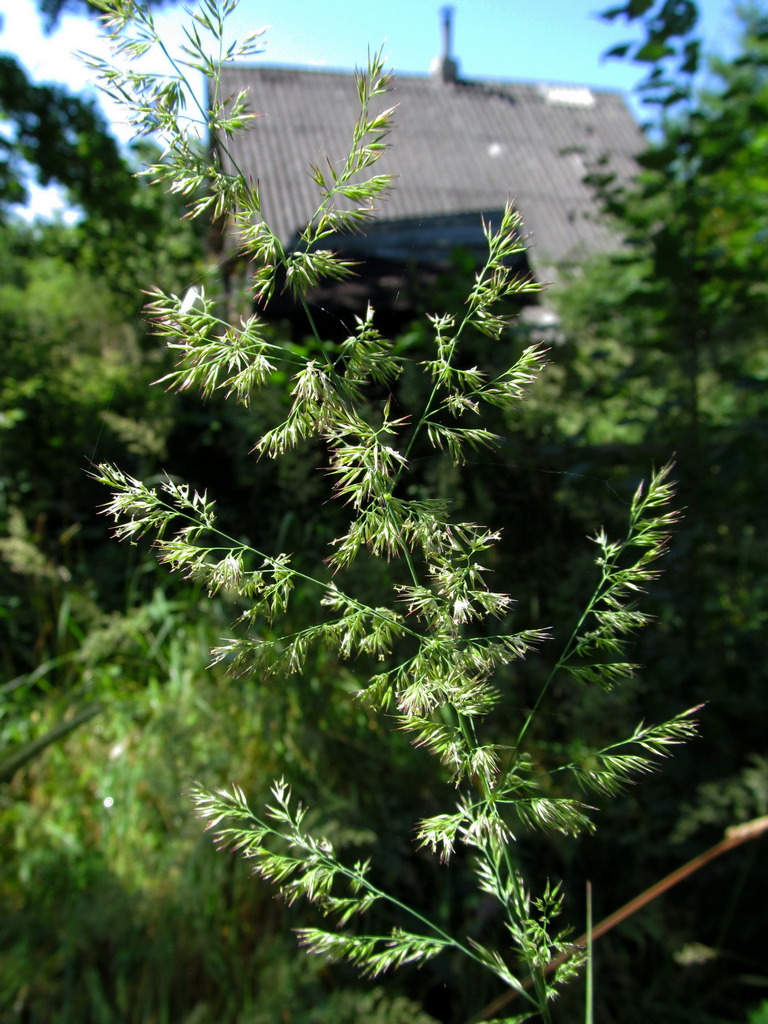 Image of Calamagrostis epigeios specimen.