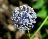 Allium caeruleum. Соцветие с цветками и завязавшимися плодами. Иркутская обл., г. Иркутск, Ботанический сад ИГУ. 21.07.2017.