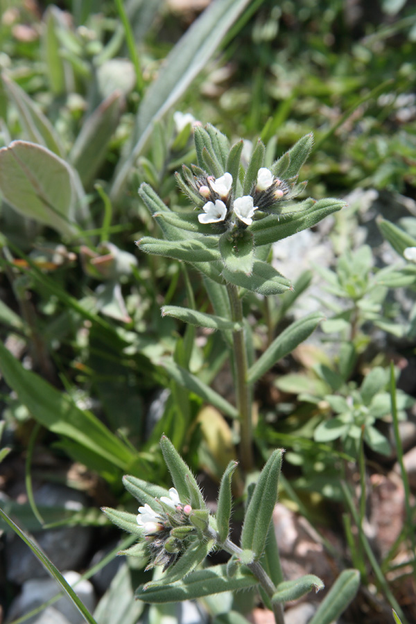 Image of Buglossoides arvensis specimen.