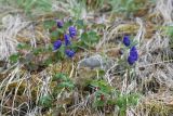 Aconitum delphiniifolium. Цветущие растения. Чукотка, побережье бухты Провидения, тундра. 30.07.2014.