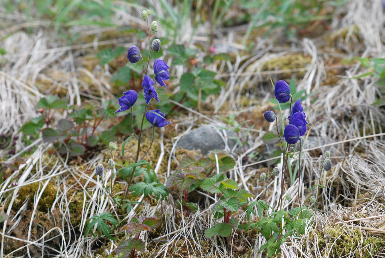 Image of Aconitum delphiniifolium specimen.