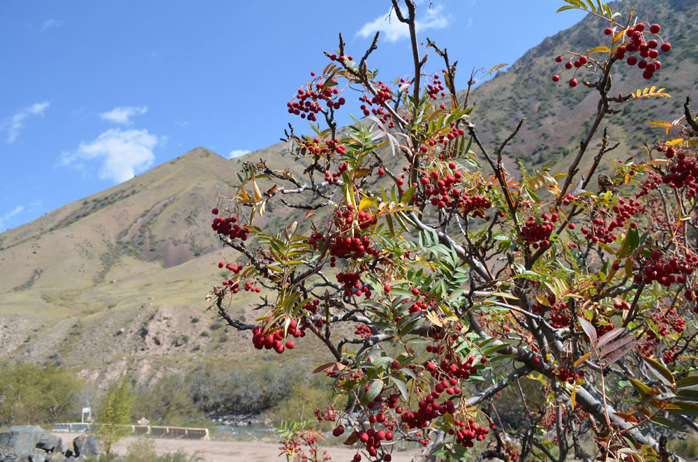 Image of Sorbus tianschanica specimen.