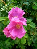 Rosa rugosa