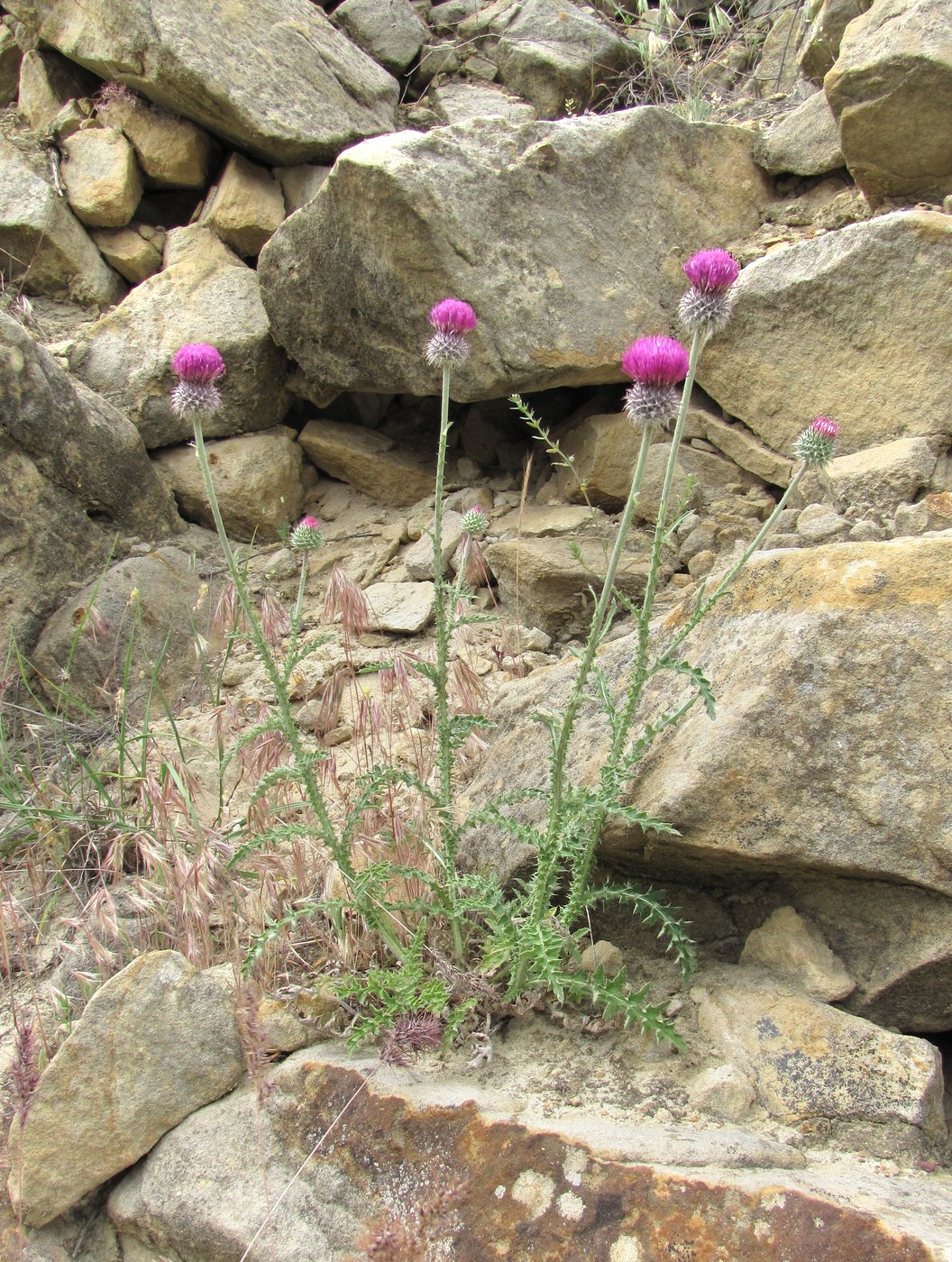 Image of Carduus uncinatus specimen.