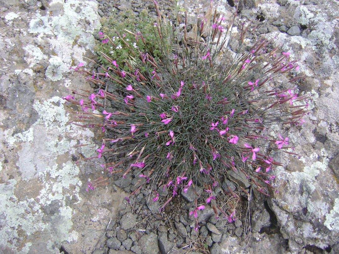 Изображение особи Dianthus orientalis.