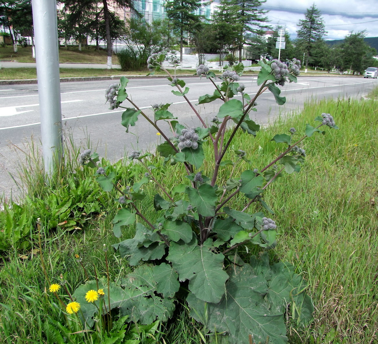 Image of Arctium tomentosum specimen.