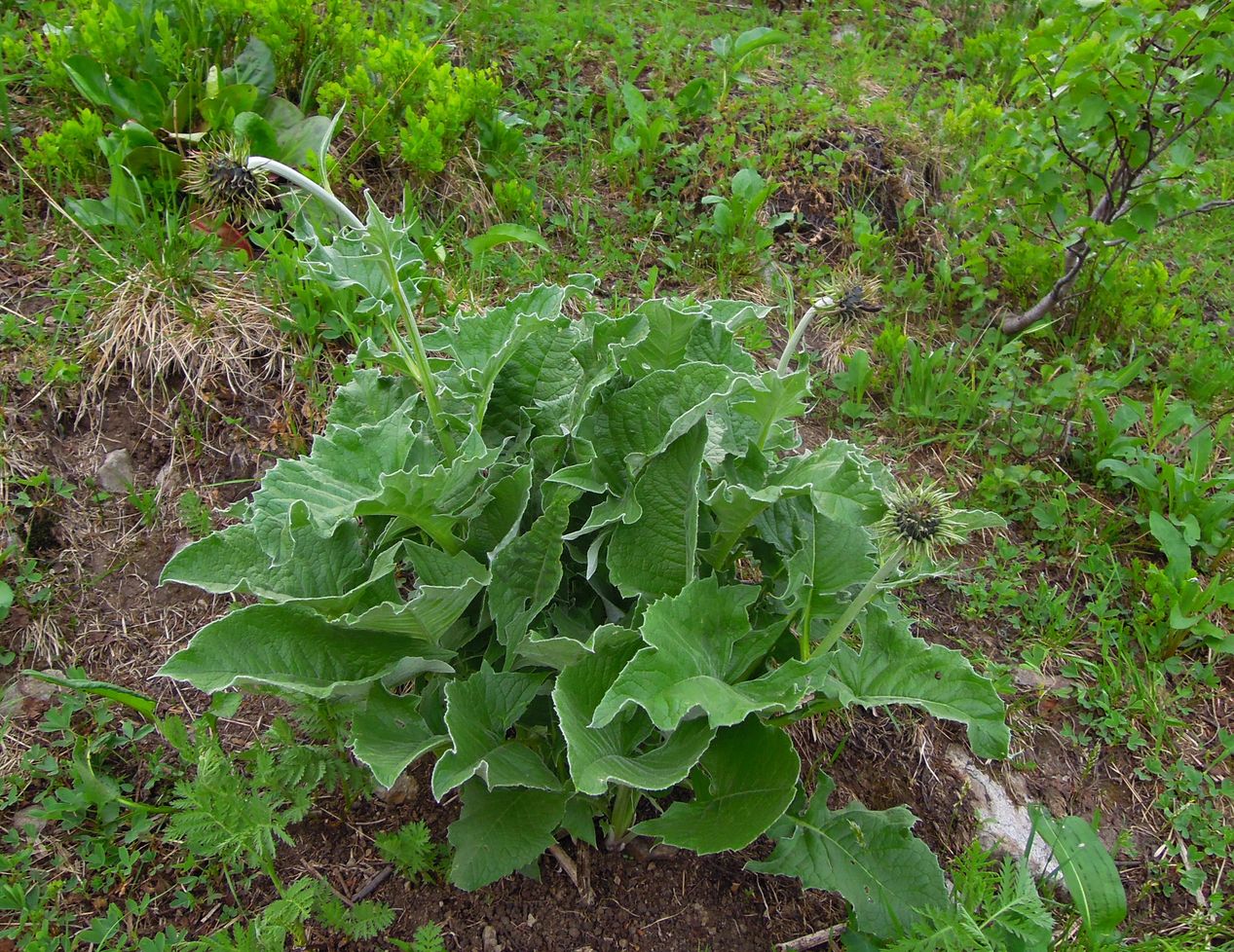 Image of Saussurea frolowii specimen.