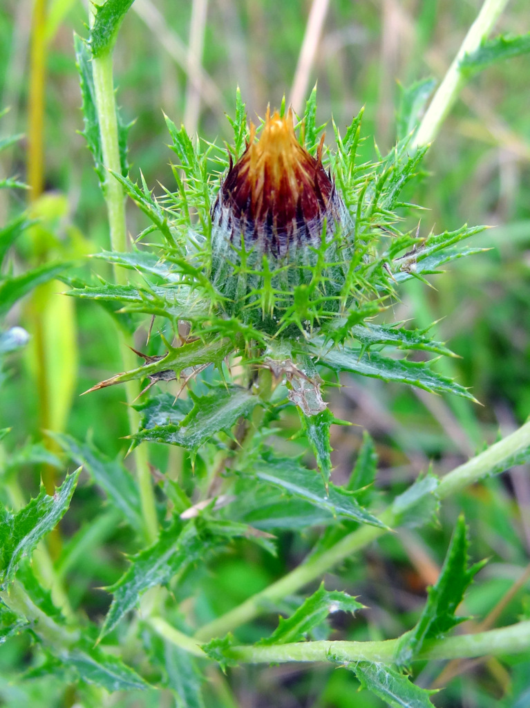 Image of Carlina vulgaris specimen.